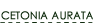 linkA